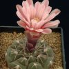 Gymnocalycium_mucidum